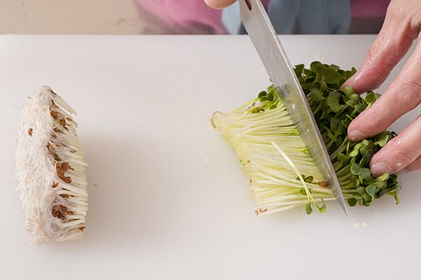 貝割菜は根元を切り落として長さを半分に切る。